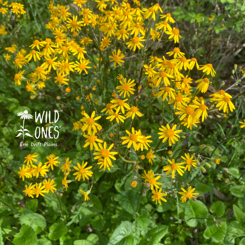 Packera aurea (Golden Groundsel, Golden Ragwort, Butterweed)